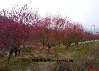 花世界生态旅游区